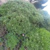 Scabiosa cretica (Lomelosia cretica)